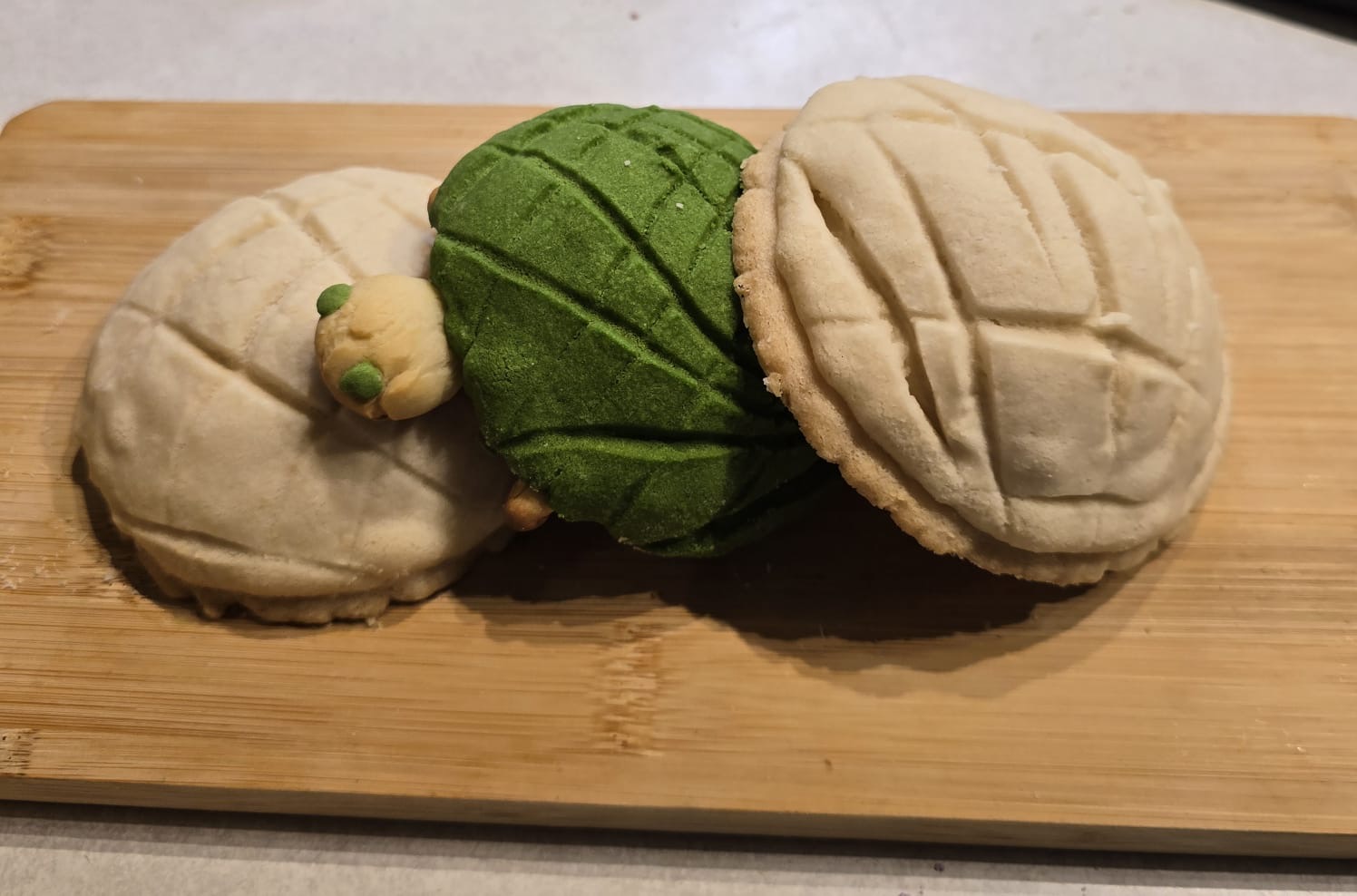 a concha in the shape of a turtle.
